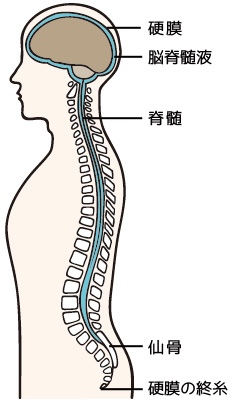 脳と脊髄をすっぽり包み込んで保護している硬膜と脳脊髄液の循環＜クレニオセラピー（頭蓋骨調整）＞
